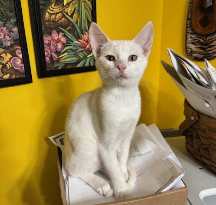 Photo of McDougal (M)