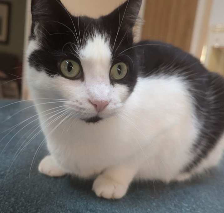 Photo of Penny