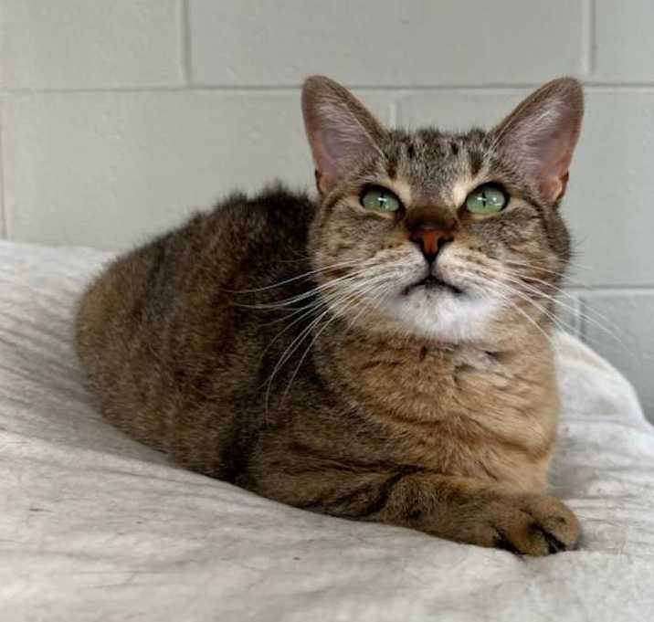 Photo of Ginger