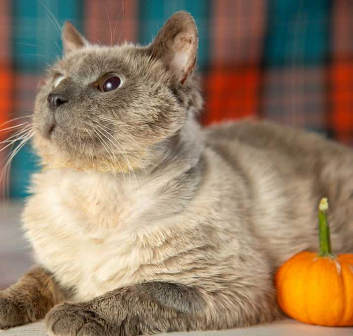 Photo of Bartholomew