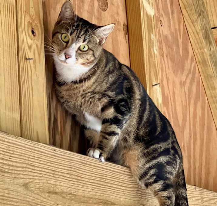 Photo of Prancer