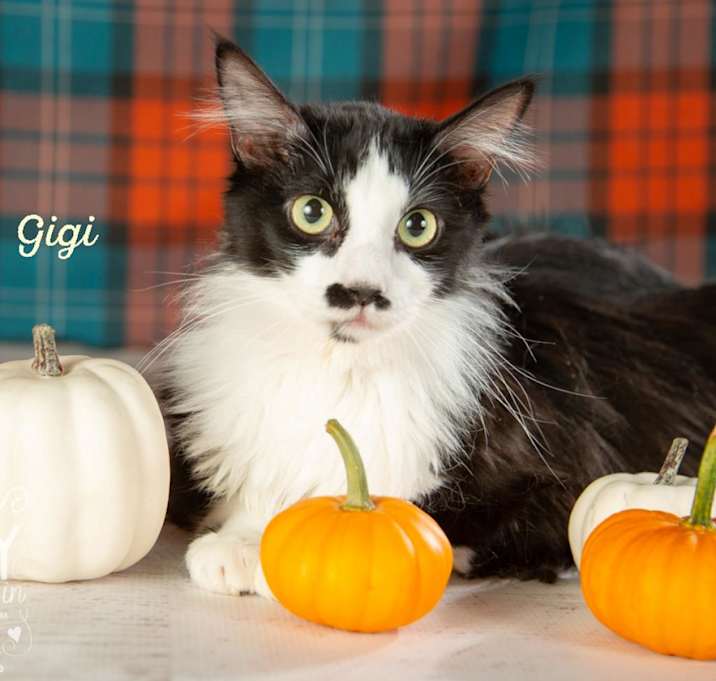 Photo of Gigi