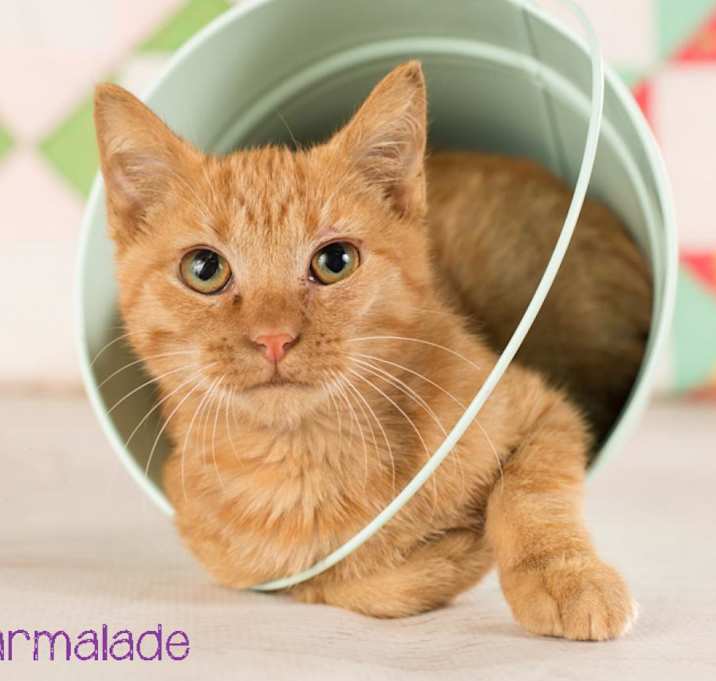 Photo of Marmalade