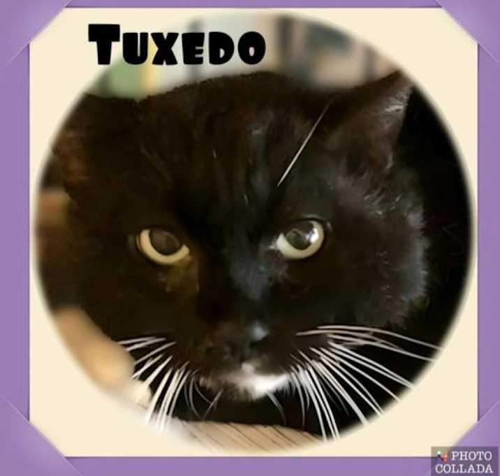 Photo of Tuxedo - (Working Cat)