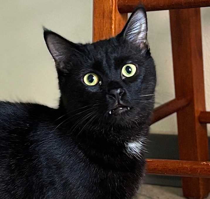 Photo of Pasha