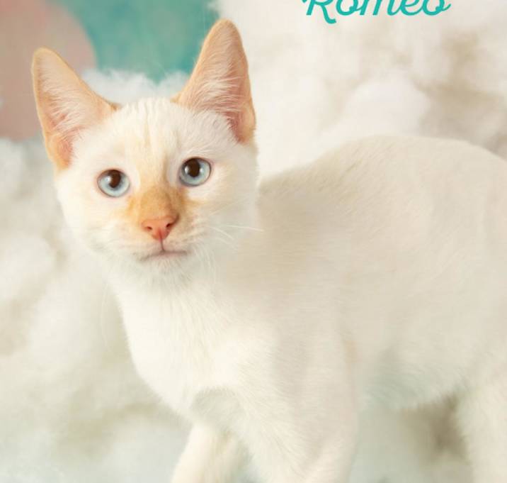 Photo of Romeo