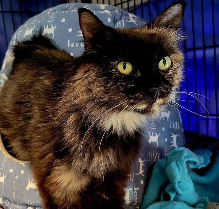 Photo of Opal