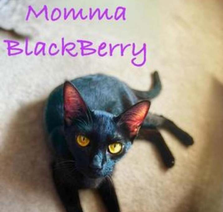 Photo of Blackberry