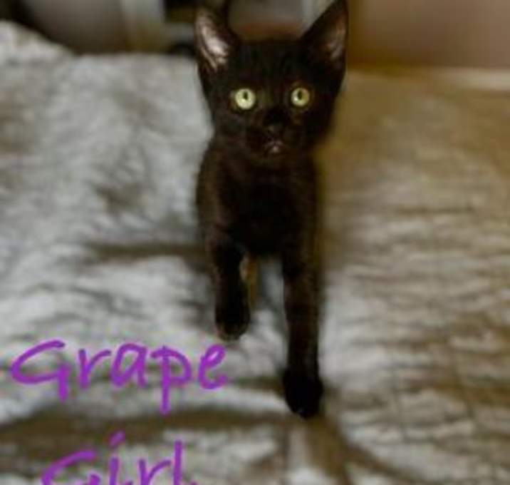 Photo of Grape