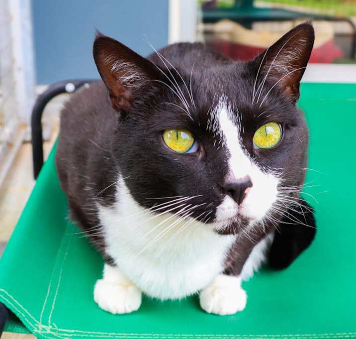 Photo of Rusty