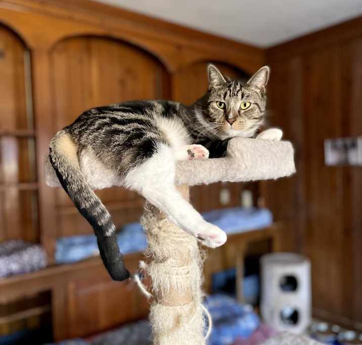 Photo of Lynx