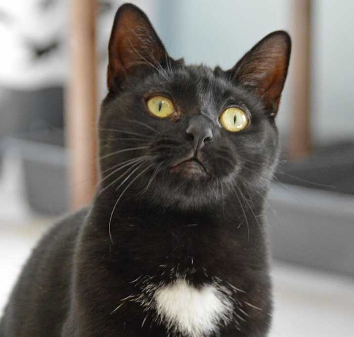 Photo of Boo