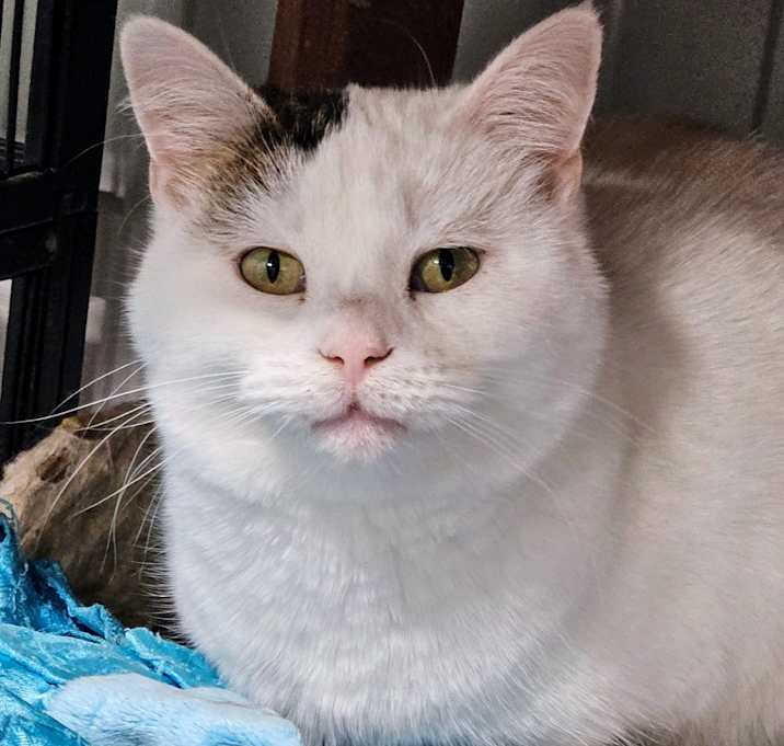 Photo of Bianca