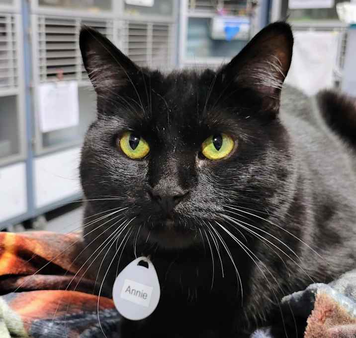 Photo of Annie