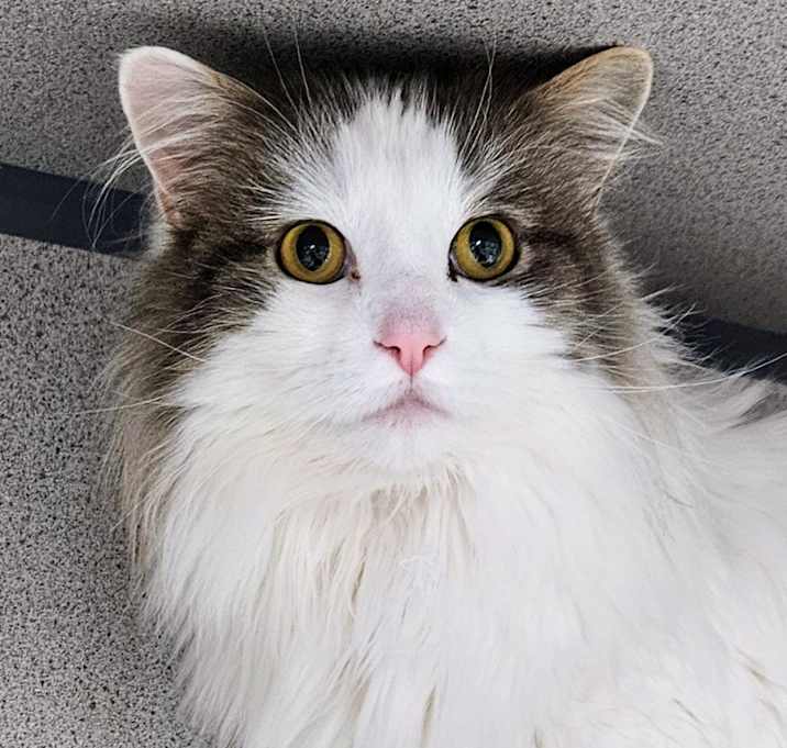 Photo of Cupcake