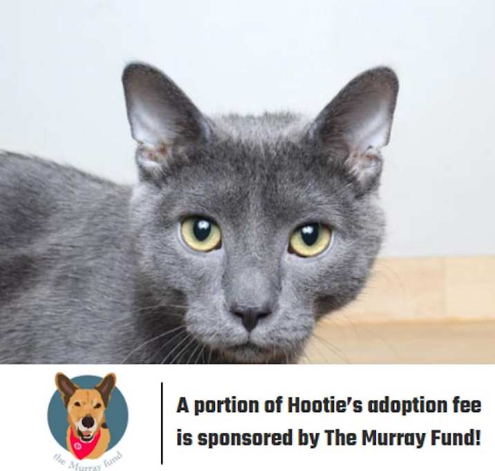 Photo of Hootie C12551 (Sponsored)