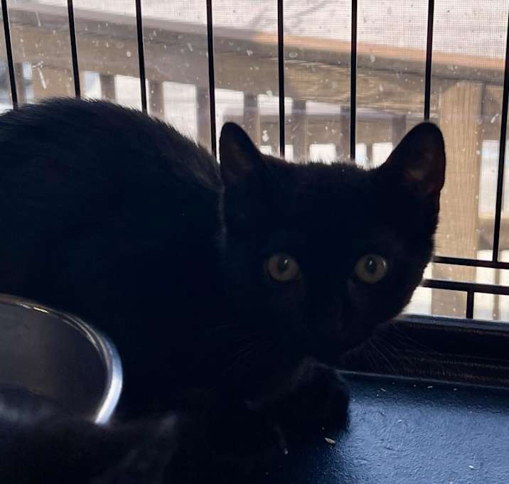 Photo of Moonshine