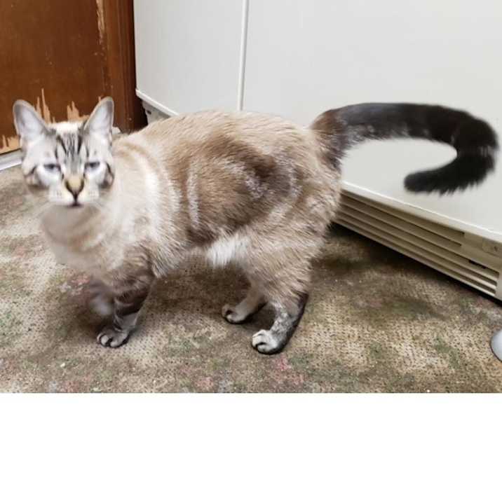 Photo of Misty