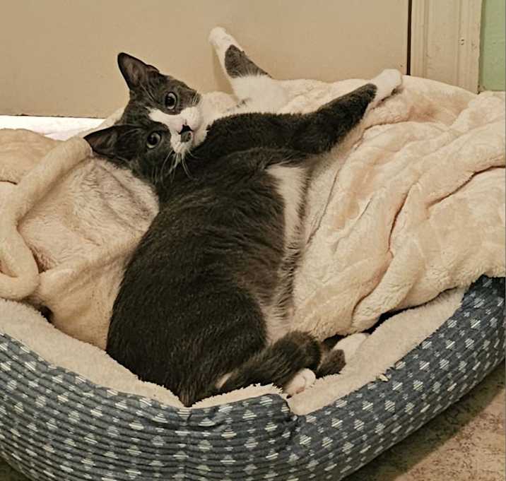 Photo of Whiskey