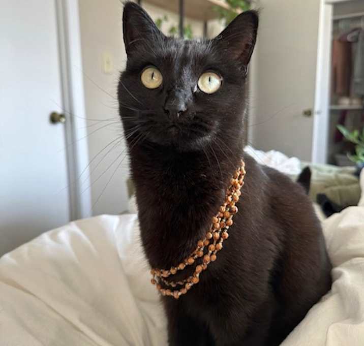 Photo of Luna