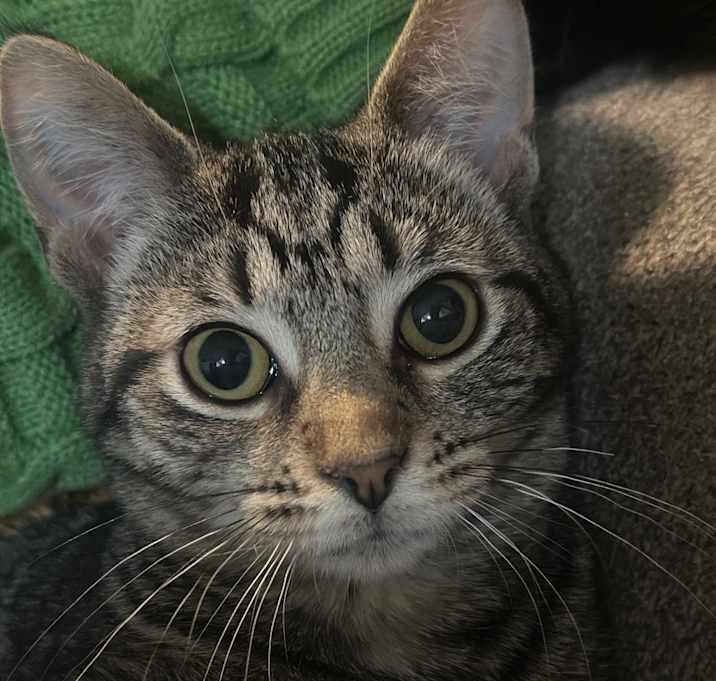 Photo of Skittles
