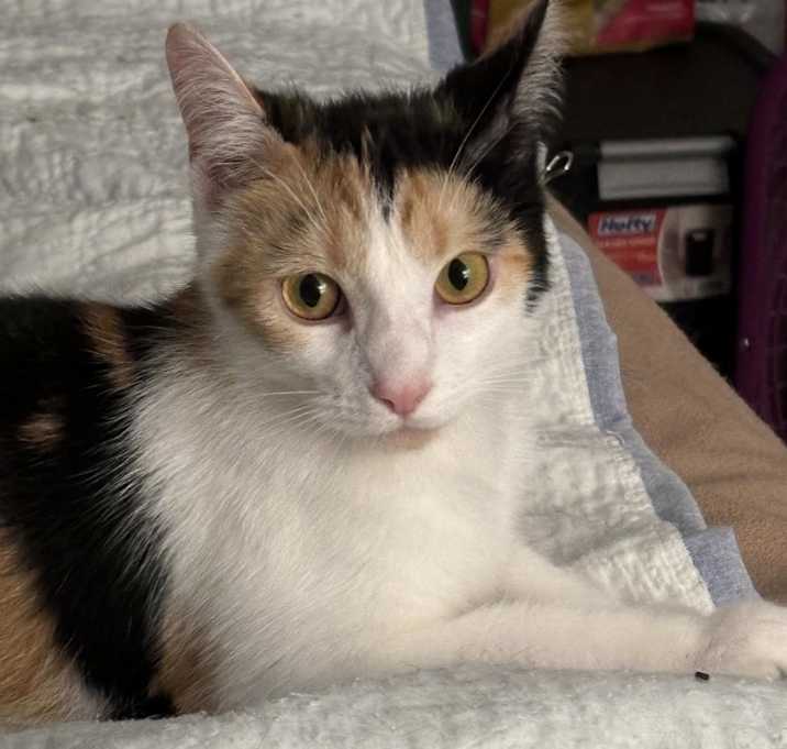 Photo of Ruby