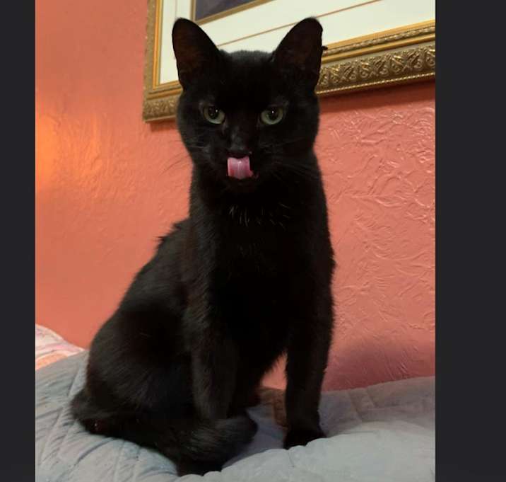 Photo of Luna