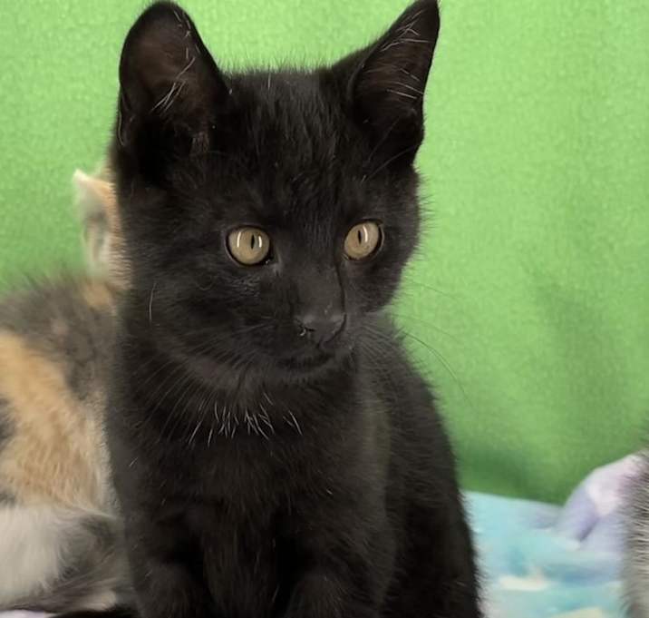 Photo of Midnight
