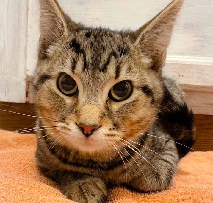 Photo of Chestnut