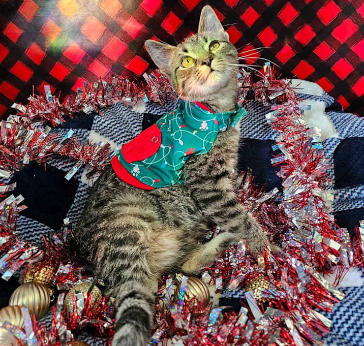 Photo of Spaghetti