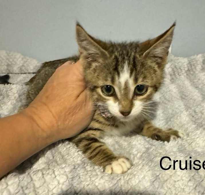 Photo of Cruise