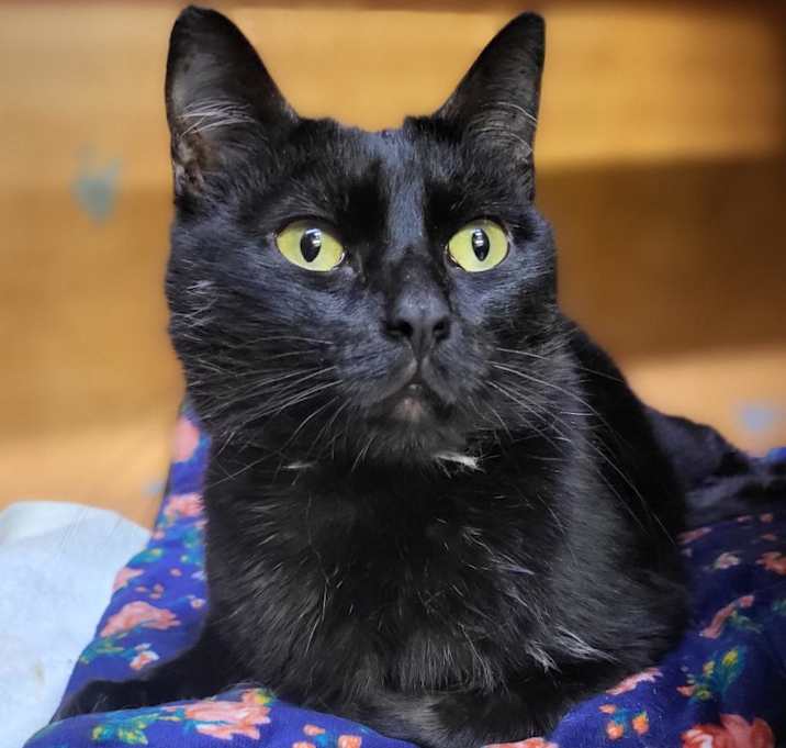 Photo of Akasha