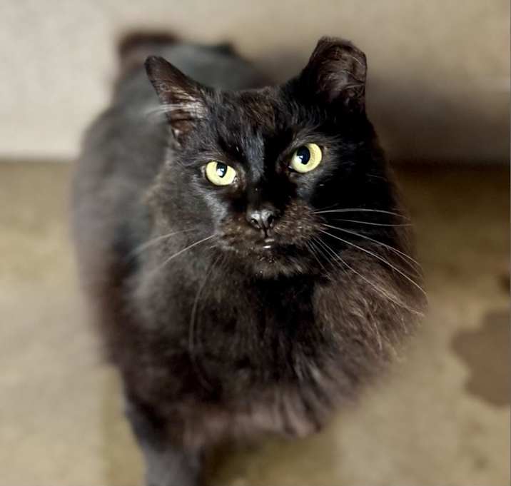 Photo of Opal