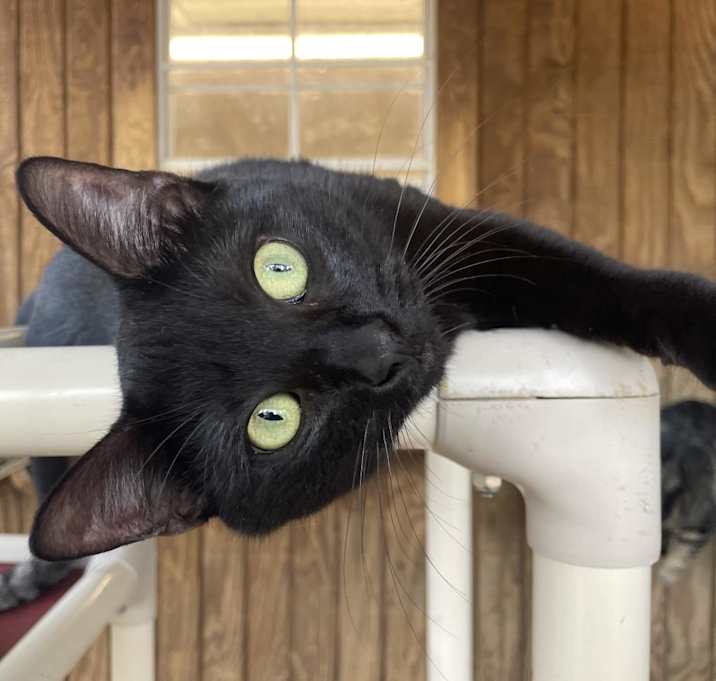 Photo of Bella