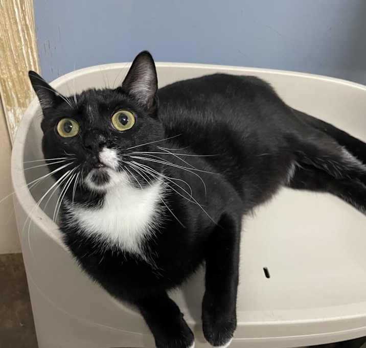 Photo of Pip