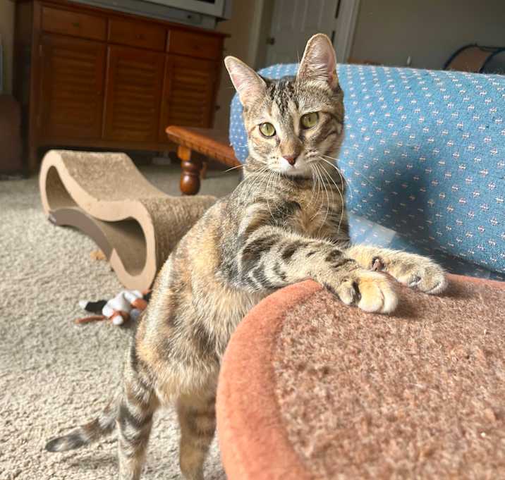 Photo of Poppy