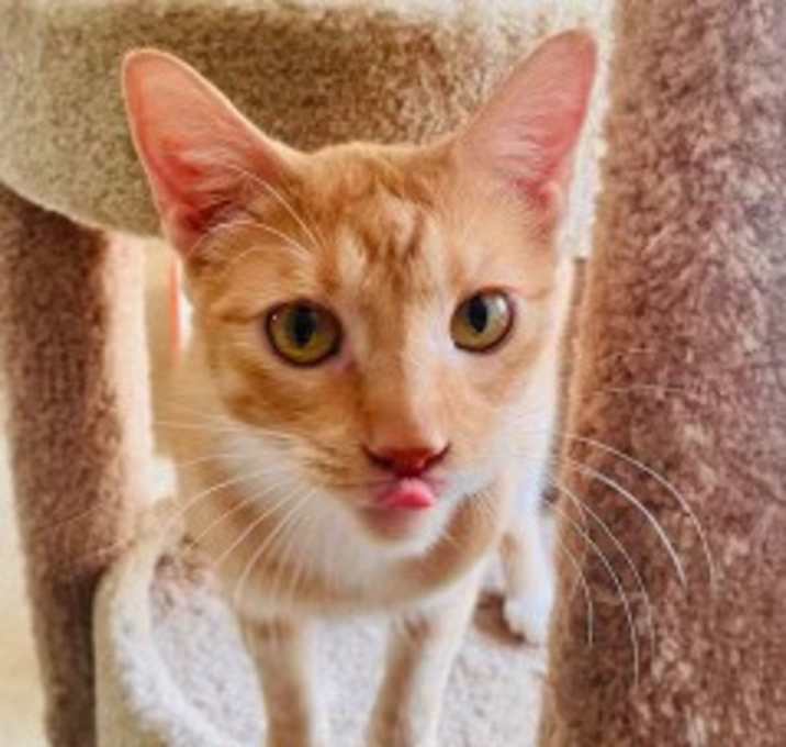 Photo of Calvin (bonded with Hobbes)