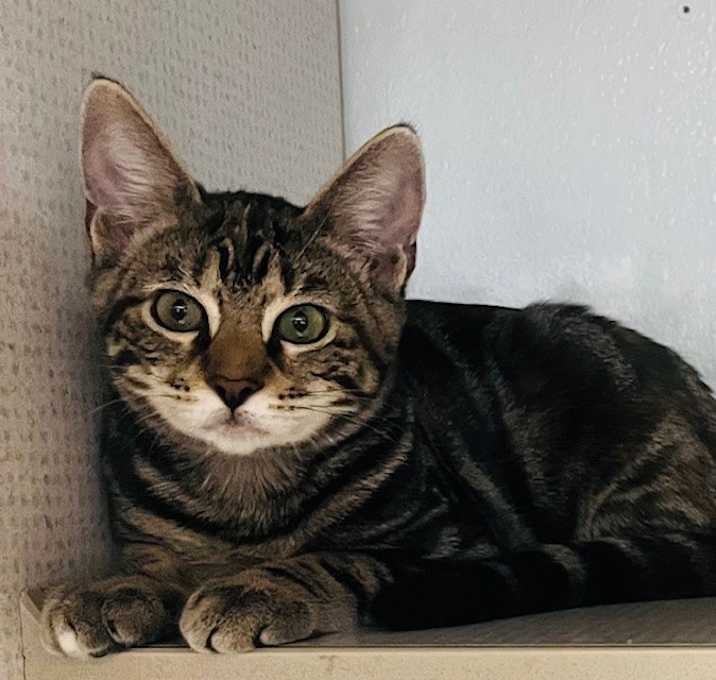 Photo of Dilly