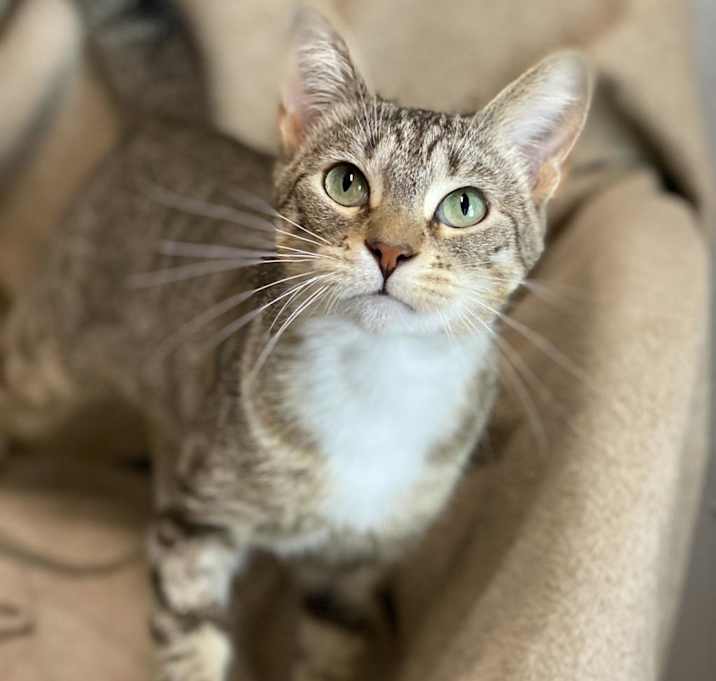 Photo of Biscuits