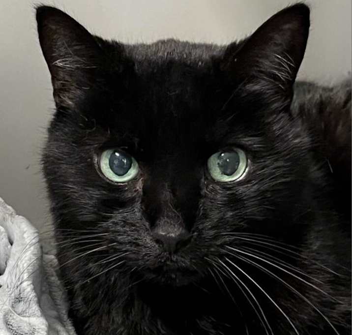 Photo of Annabelle