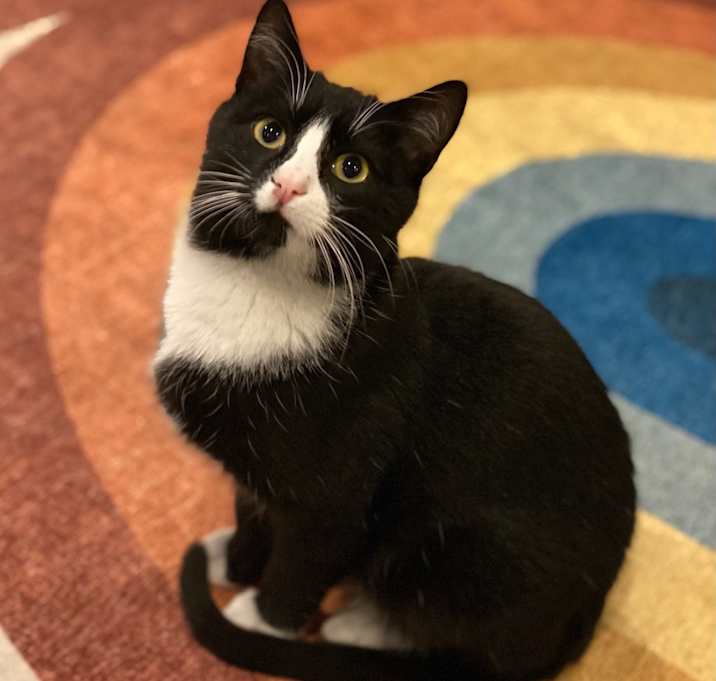 Photo of Hamilton