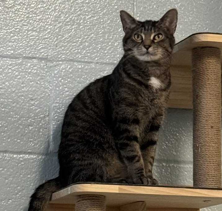 Photo of Fig