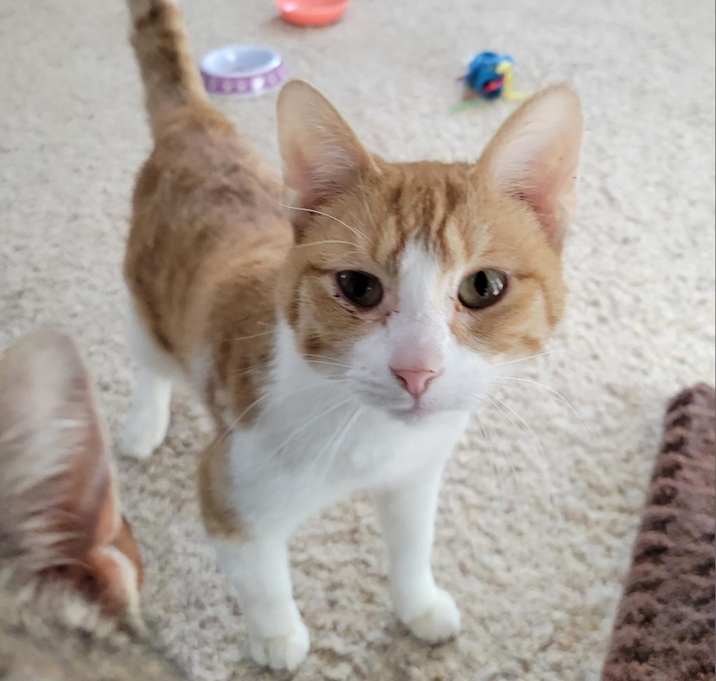 Photo of Lyndon (FeLV+)
