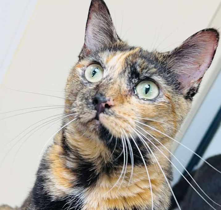 Photo of Callie
