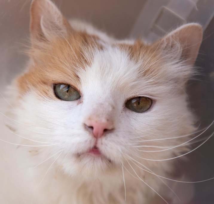 Photo of Wesson