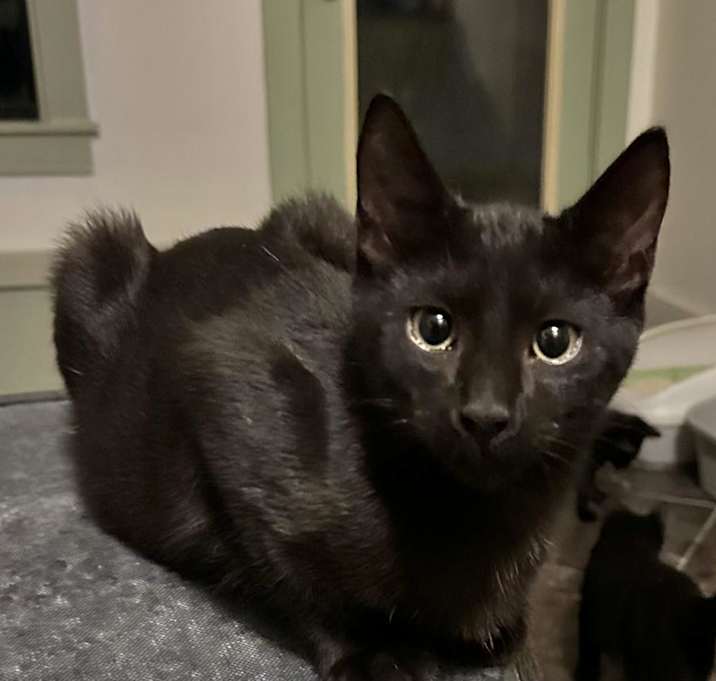 Photo of ACE