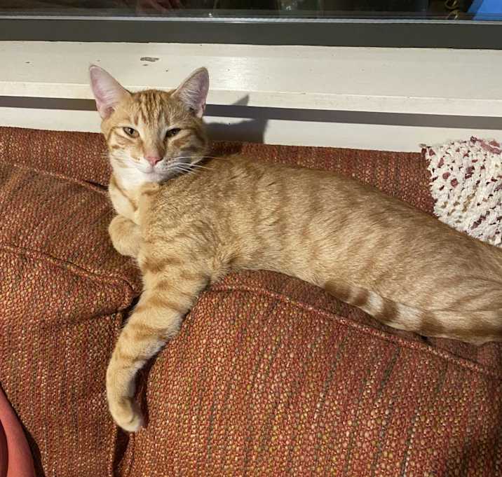 Photo of RUSTY
