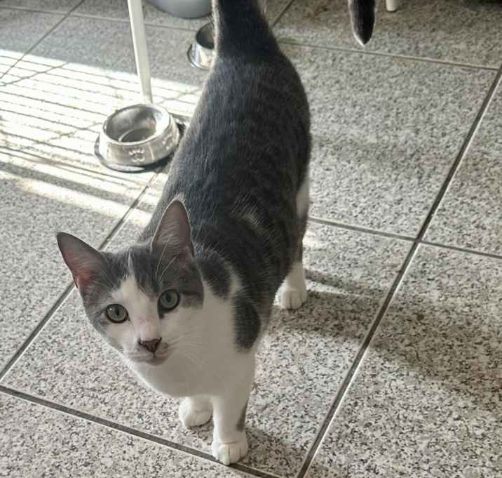 Photo of Skipper