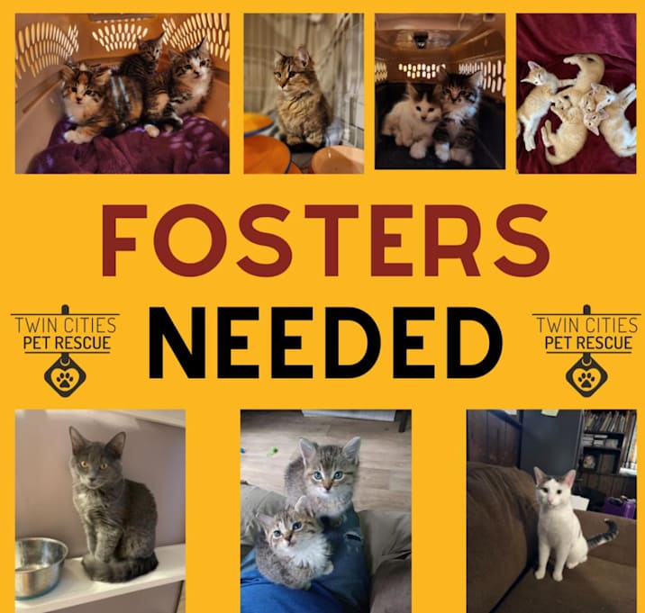 Photo of Cat/Kitten fosters needed!