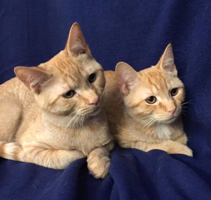 Photo of Scooter Fersch (bonded to Rascal)